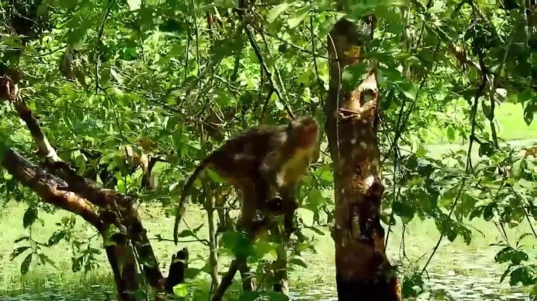 Heroic Baboons Rescue Dying Deer from Leopard Attack: A Tale of Animal Compassion---wild