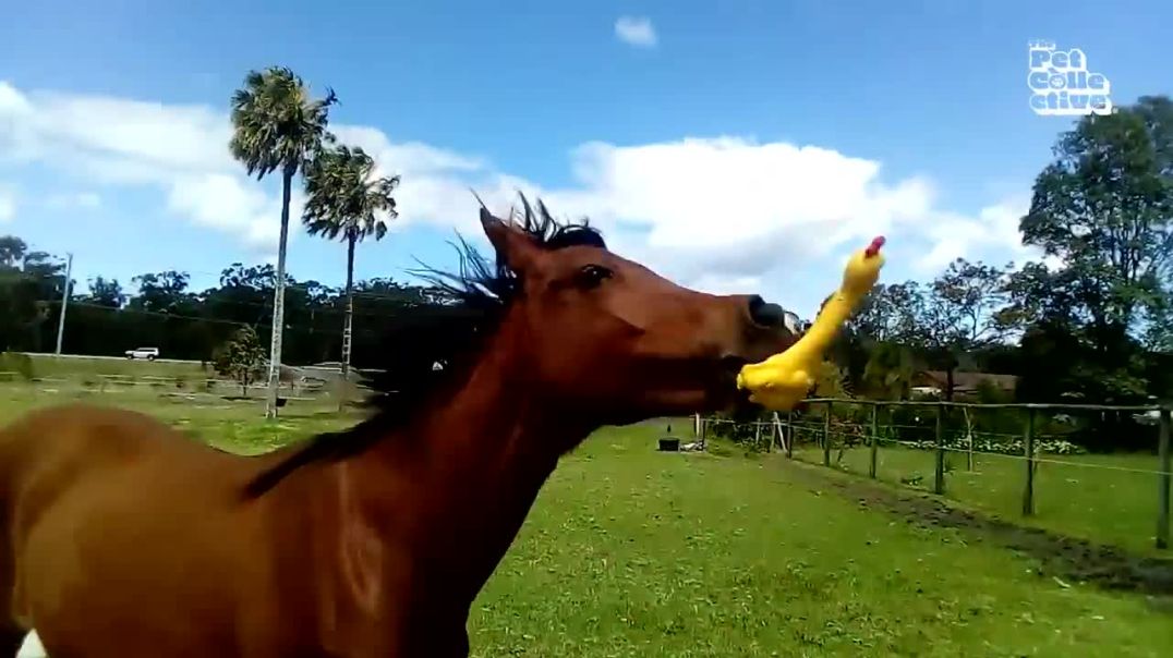 Horsin' Around: The Funniest Equine Moments of 2023---Pet