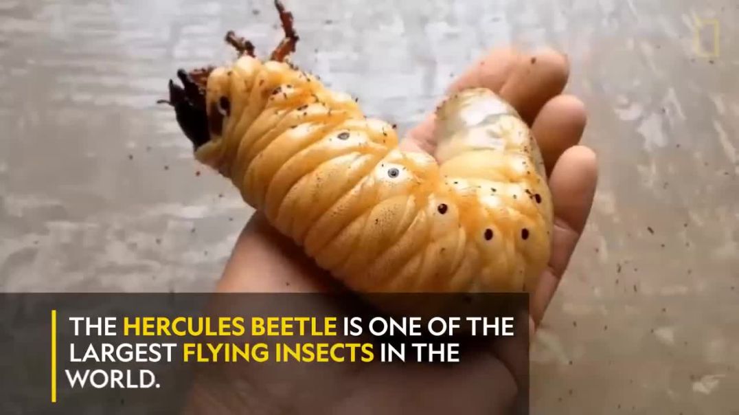 Unveiling the Fascinating Metamorphosis of a Hercules Beetle: A Spectacular Natural Transformation!