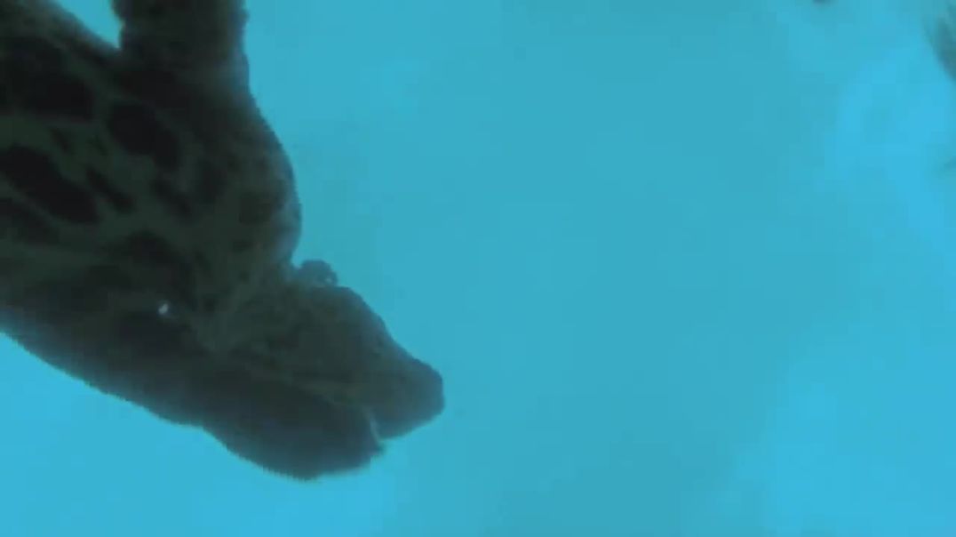 Jaguar vs. Caiman Crocodile: A Wildlife Showdown!