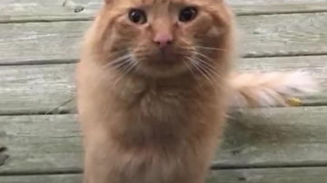 Homeless cat transforms into a happy pet---animals
