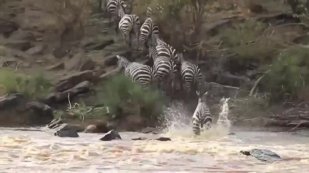 Wildlife Frenzy: Zebra Survives Brutal Attack from Hippo and Crocodile---wild