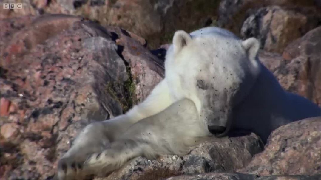 Epic Battle: Polar Bear Takes on Mighty Walrus--bb