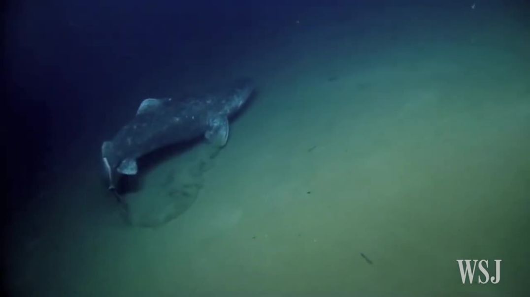 Survivors of the Deep: The Incredible Life of Greenland Sharks--natural