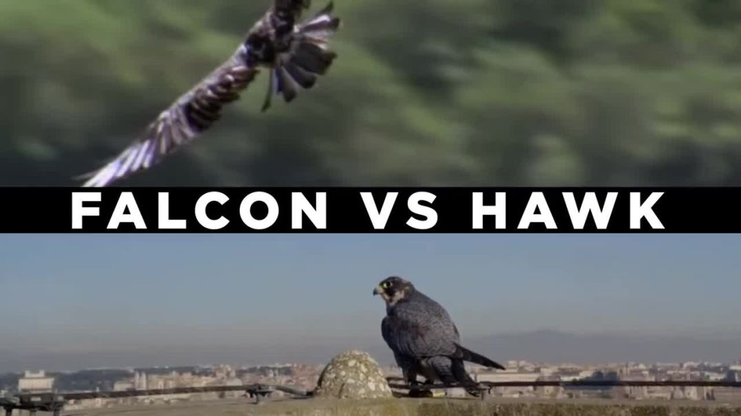 Sky Showdown: Falcons vs. Hawks - Unveiling the Ultimate Aerial Rivalry !