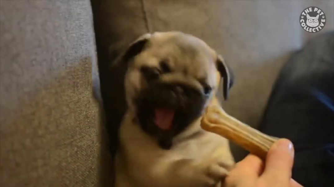 30 Hilarious and Heartwarming Moments: Pug Dog Videos Compilation !