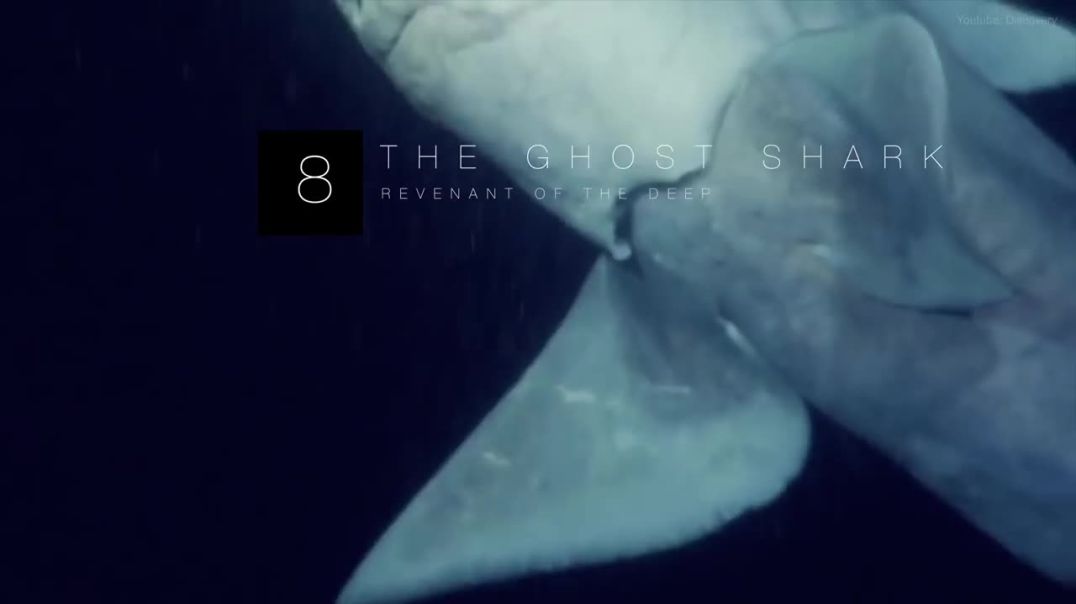Unveiling the Enigmatic Ghost Shark: Secrets of Its Translucent Skin and Bioluminescence !