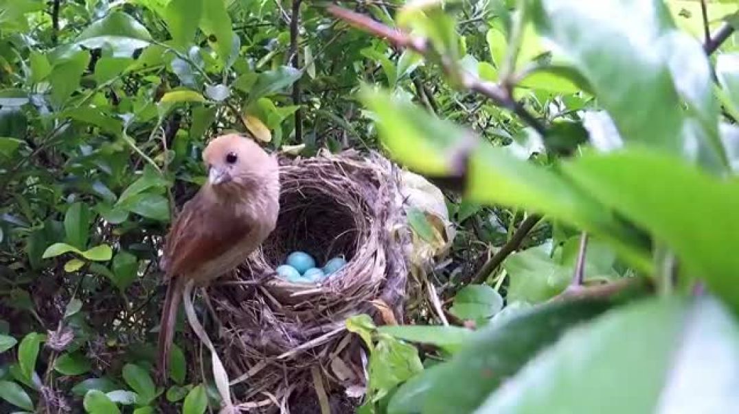 From Egg to Nest: A Captivating Look at Bird Hatching and Brooding !