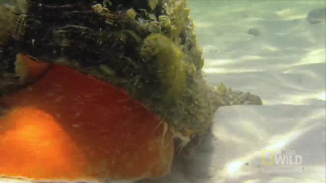 Deadly Showdown: Hermit Crab vs. Conch - Unveiling Ocean's Fierce Battle !