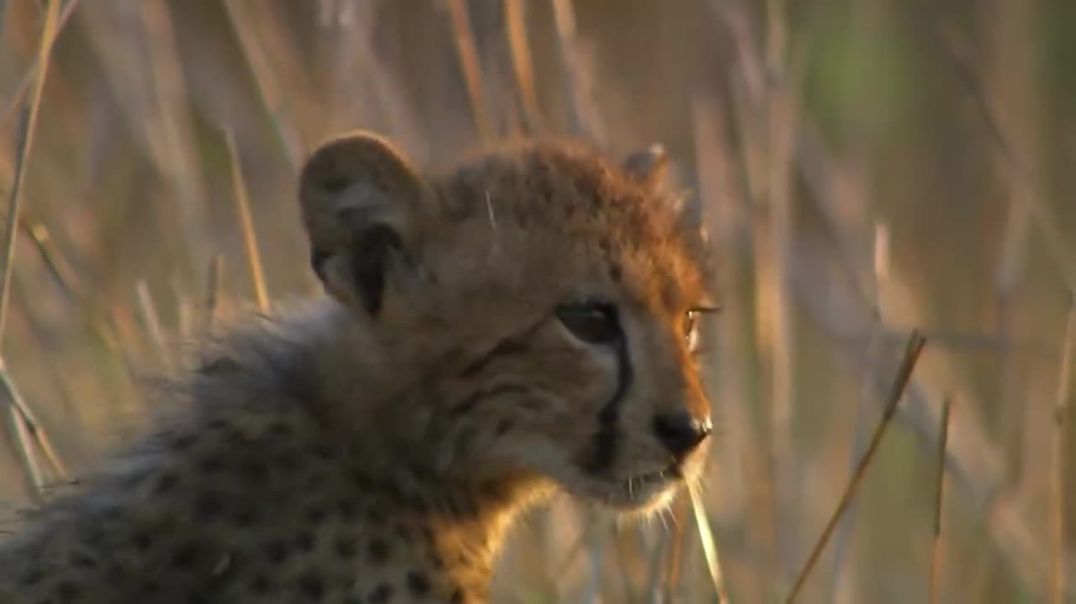Cheetah Mother Teaches Cubs to Hunt: An Incredible Display of Speed and Agility !