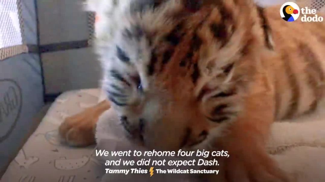 Little But Fierce: The Incredible Journey of a Tiniest Tiger Cub Unleashed !