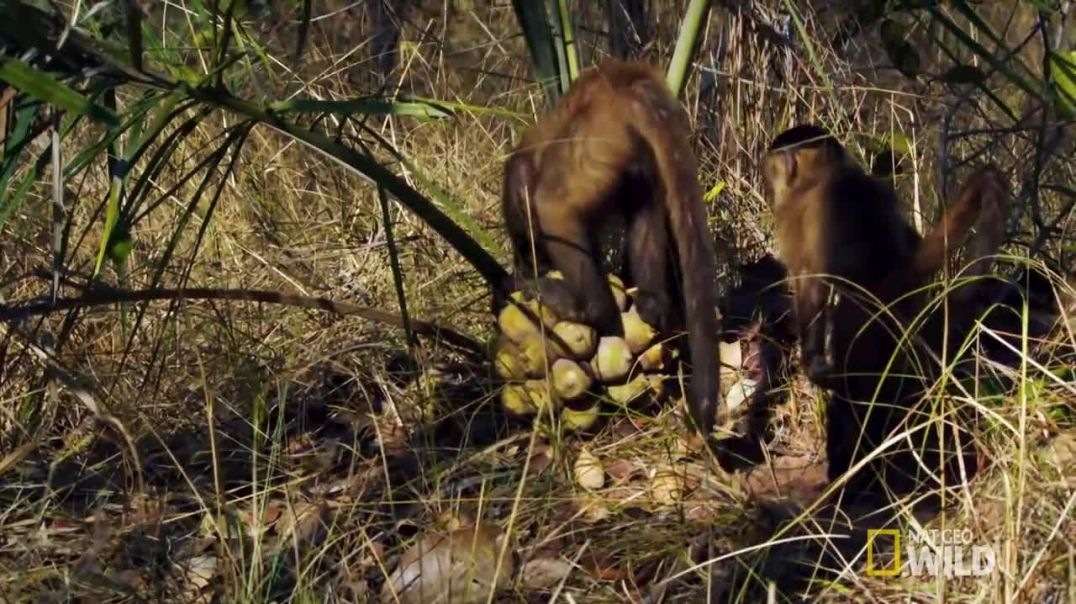 Discover the Mind-Blowing Intelligence of Brazilian Monkeys in This Amazing Geo Wild Video !