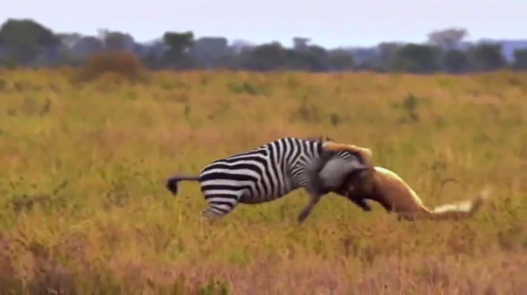 Powerful Mother Zebra Saves Baby from Lions: A Remarkable Display of Bravery !
