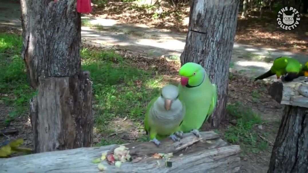 Feathered Funnies: Laugh Along with 19 Hilarious Bird Videos !