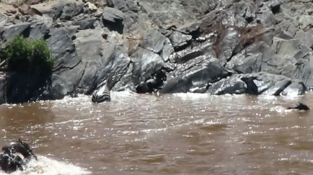 Hippo Attack Caught on Camera: Zebra Crossing the Mara River Faces Brutal Encounter !