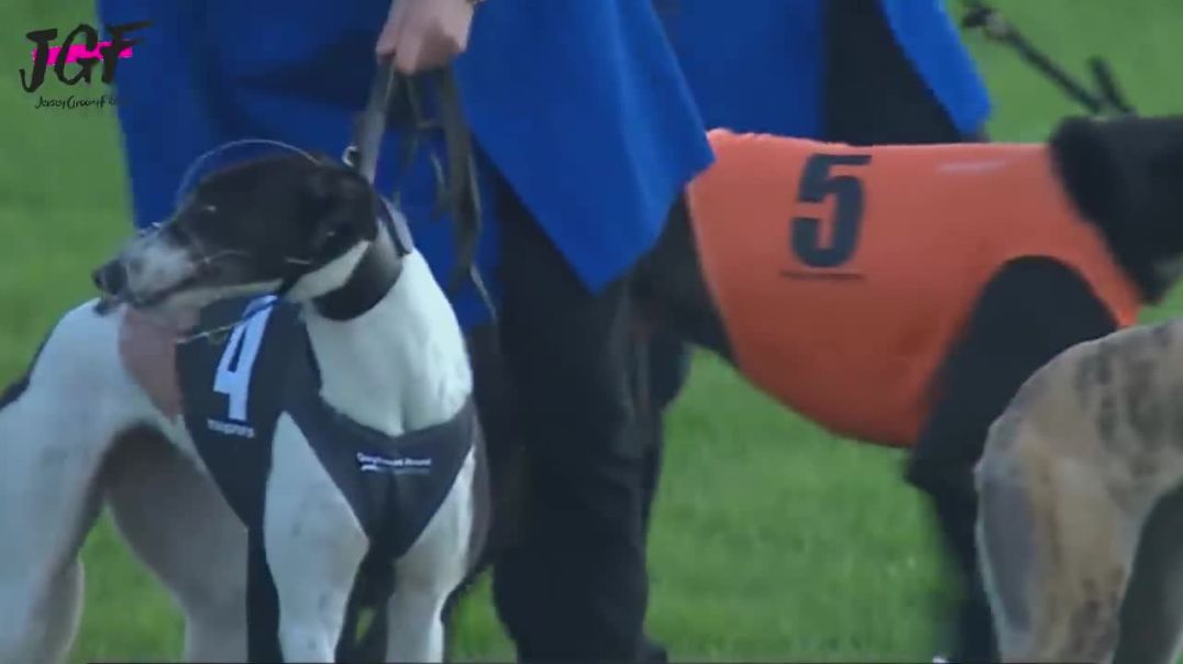 Ultimate Greyhound Dog Racing: Unleashing Speed and Agility in a 480m Track Race !
