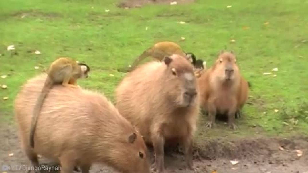 10 Surprisingly Friendly Animals That Capybaras Can Coexist With!