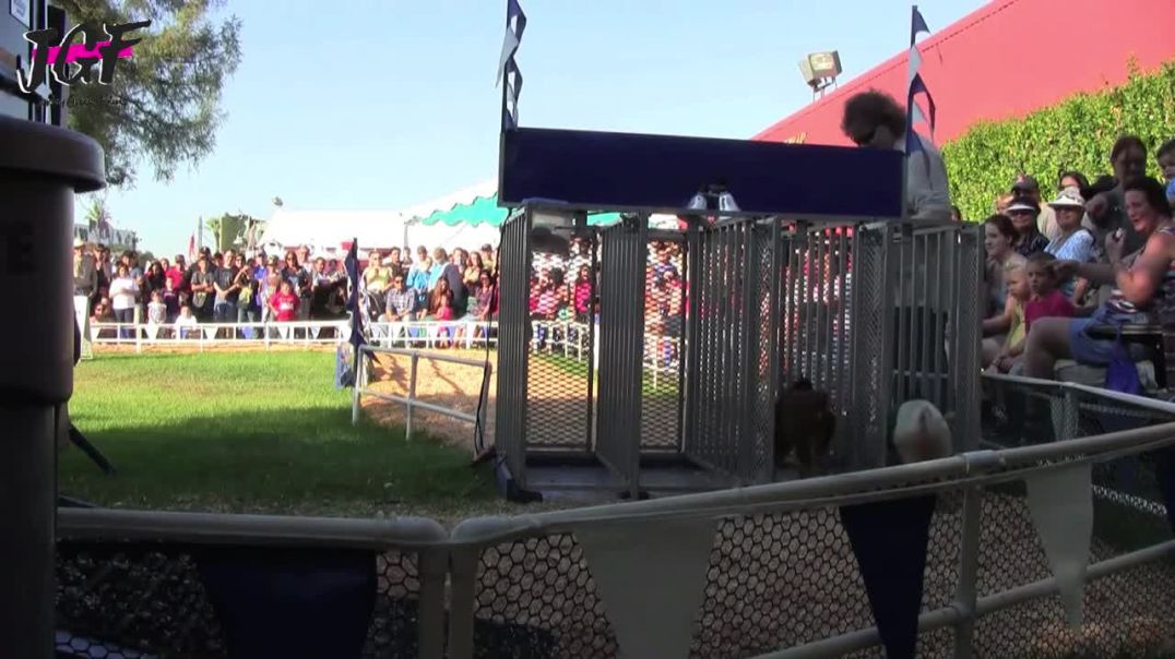 Thrilling Hurdle Pig Racing Unleashed! Track Race Excitement Unveiled !