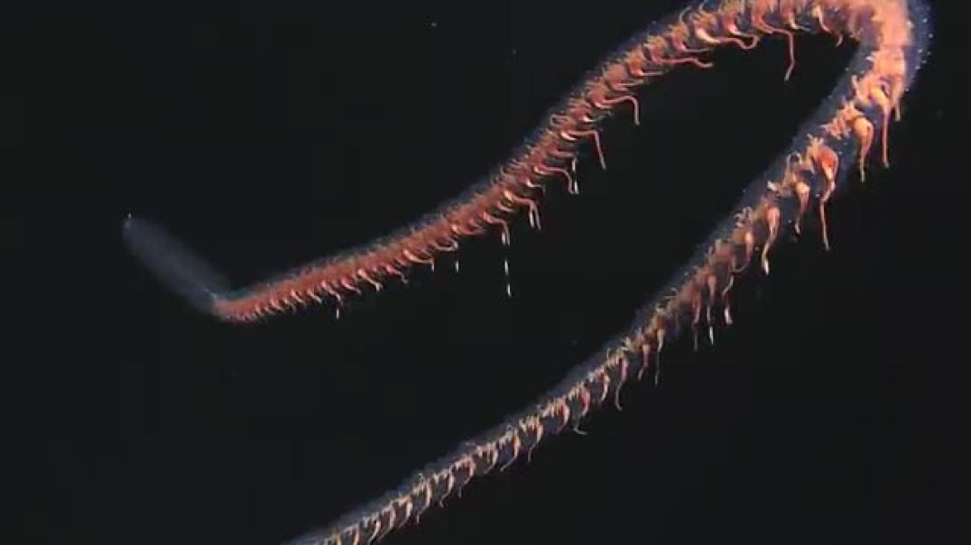 The Great Vertical Migration: Exploring the Wonders of Marine Life in the Deep Ocean !