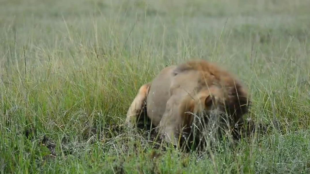 Intense Wildlife Encounter: Lion vs. Warthog in a High-Stakes Chase and Escape !