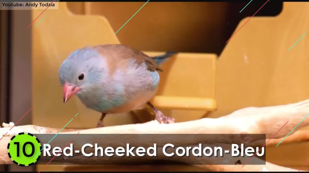 Discover the World's Smallest Birds !