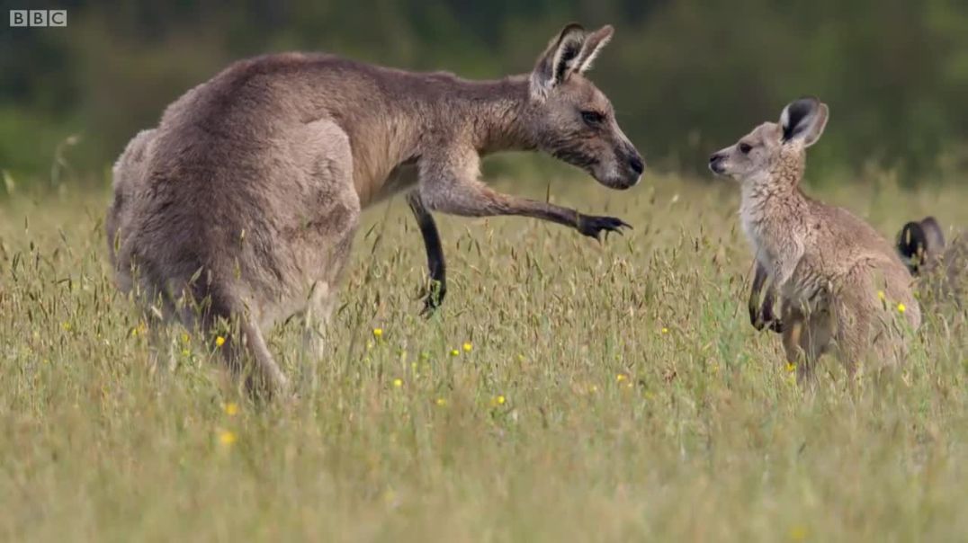 Unveiling the Astonishing Life Story :Kangaroo Boxing Fight !