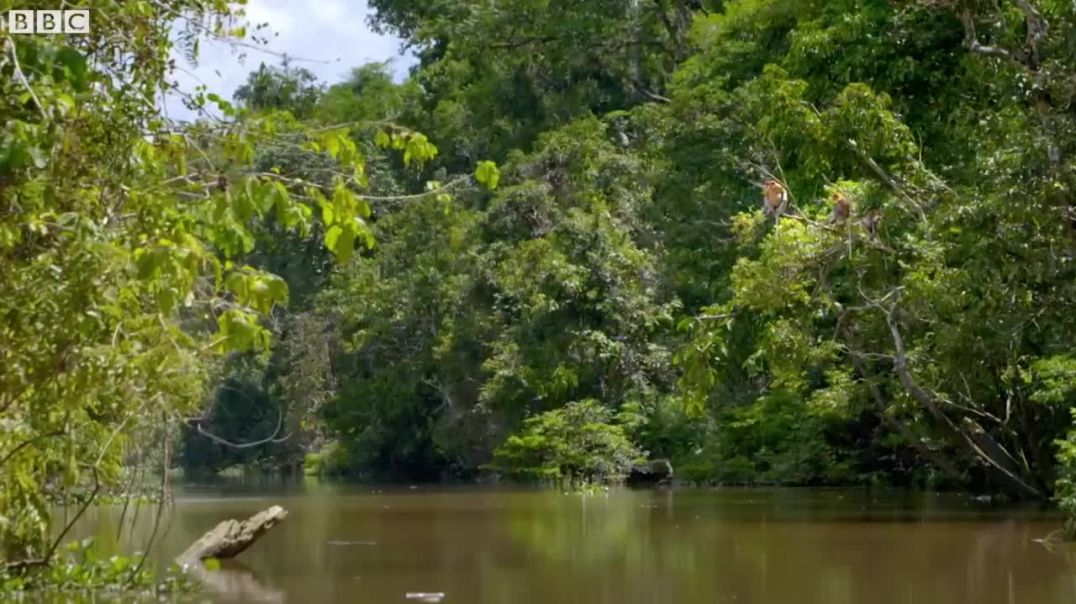 Jaw-Dropping: Proboscis Monkeys Defy Crocodiles in Daring River Leaps!