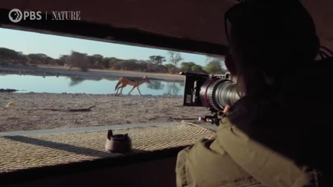 Filming Africa's Rare Wild Dogs in Action !