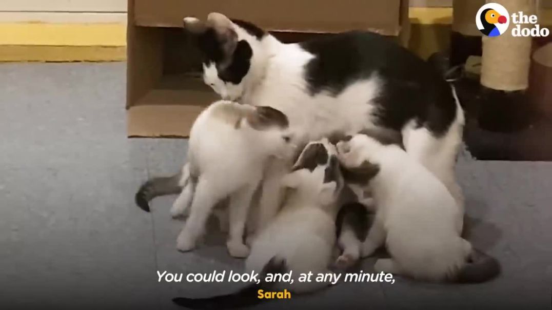 Feline Family Ties: Sister Cats Embrace Parenthood with Eight Purrfect Kittens !