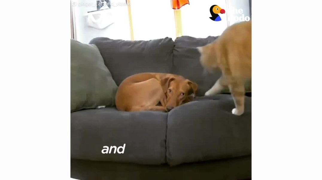 Heartwarming Hidden Camera Footage: Anxious Dog Finds Comfort in Cat's Company  !