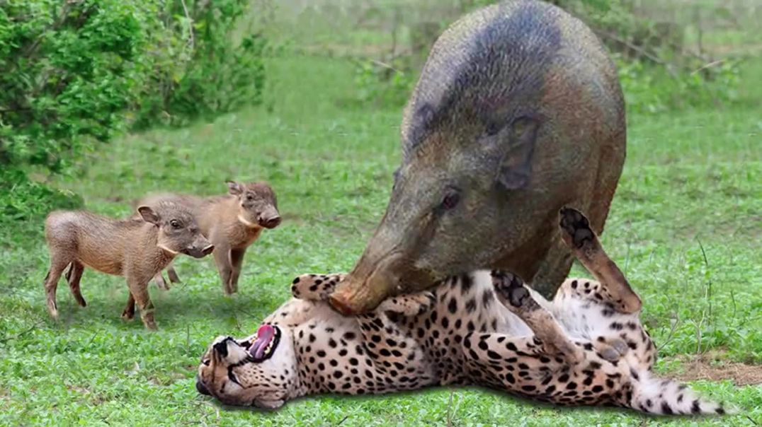 Unbelievable Wildlife Battle: Lion vs Cheetah Clash !