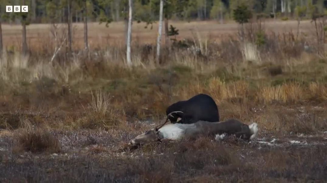 Intense Wildlife Encounter: Bear vs Wolves in Wild Scandinavia !