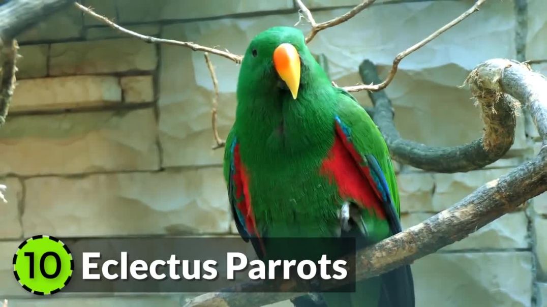 Stunning Parrots: Discover Earth's Most Beautiful Birds!