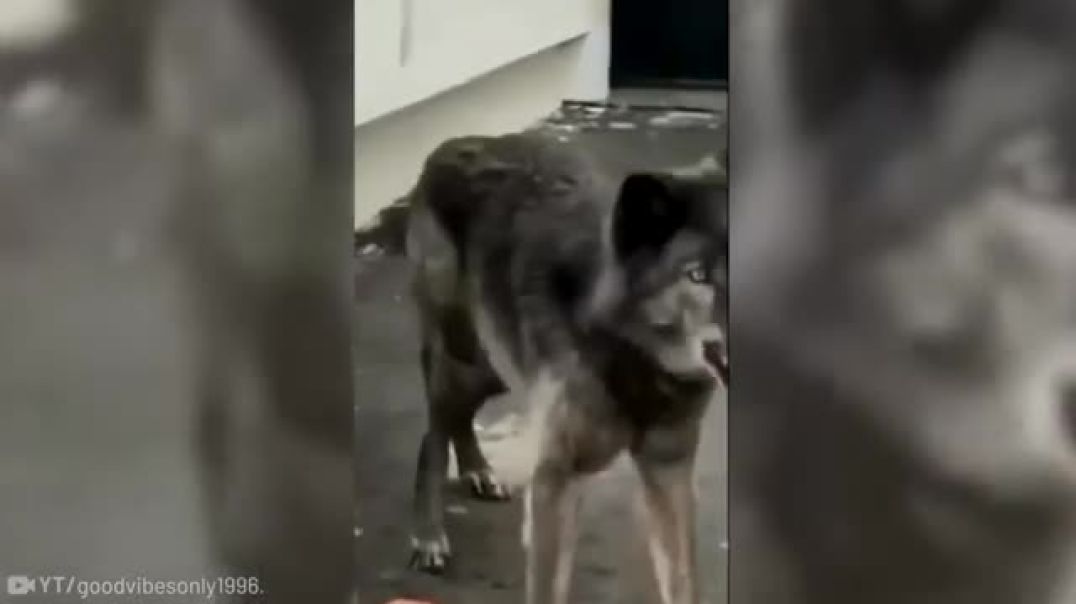 Shocking Arrest: Man Training Dog to Throw Bricks at People !