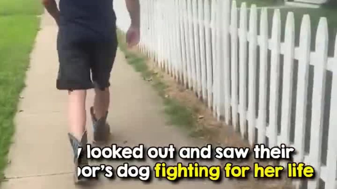 Heroic Neighbor Rescues Stranded Husky: A Heartwarming Act of Kindness !