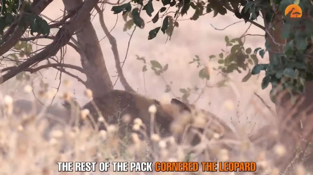 Wild Dogs Seek Vengeance: Unforgettable Encounter with a Leopards' Pupnapping !