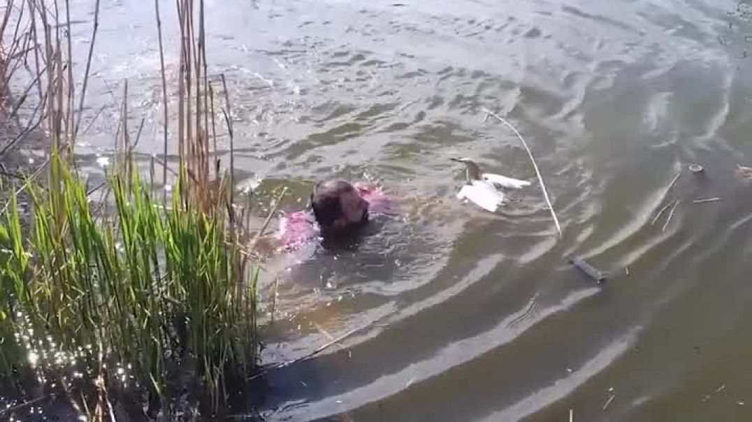 Heroic Rescue: Brave Man Answers Desperate Calls for Help from the Reeds !