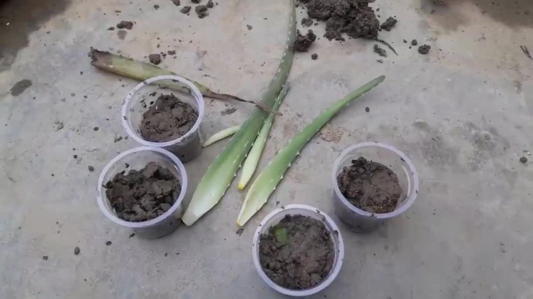 Unlock the Secrets: Grow Aloe Vera from a Single Leaf and Cultivate Massive Aloe Plants !