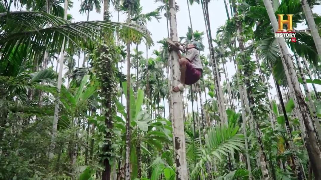Incredible Tree-Climbing Scooter in Mangaluru  !
