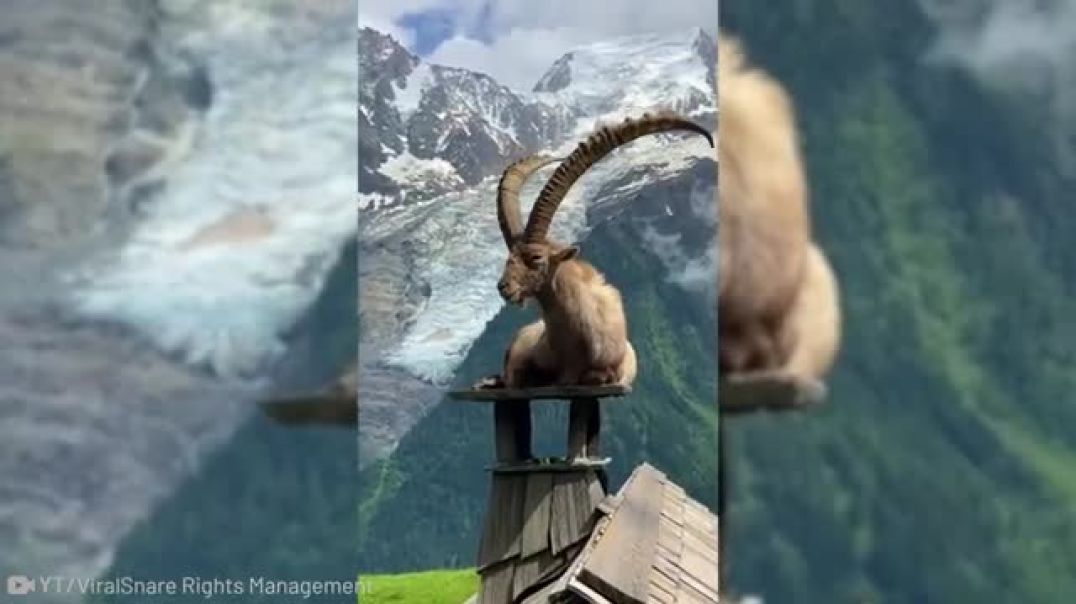 Fearless Mountain GOATS Who Defy Death !