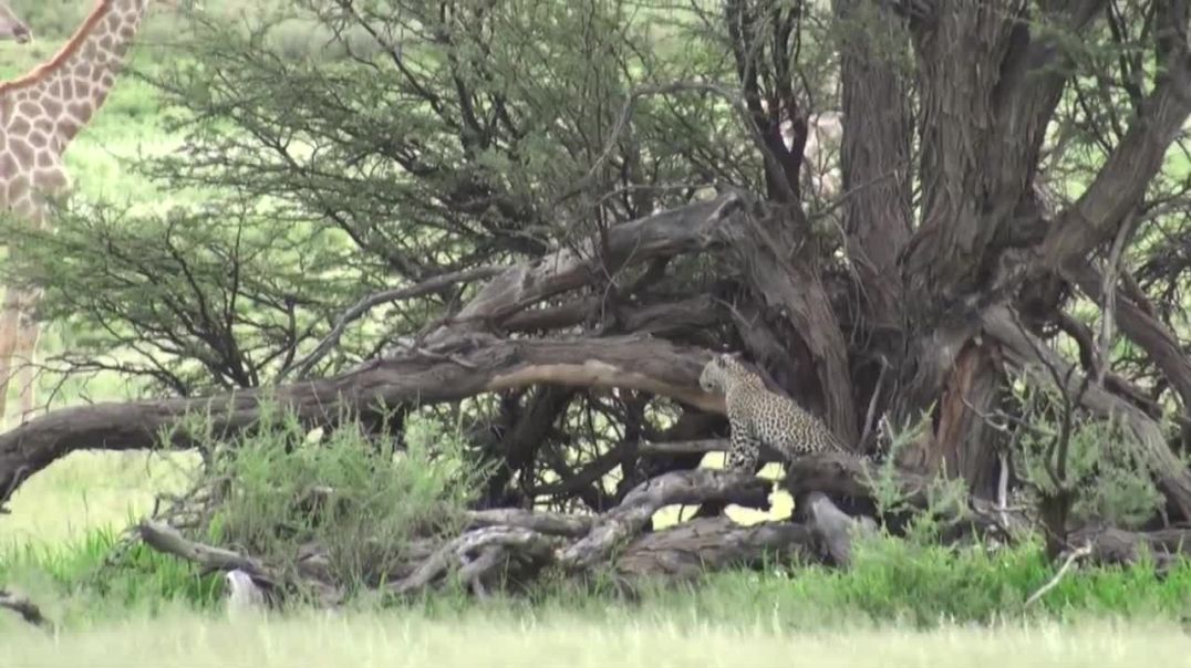 Ultimate Wildlife Showdown: Jackals Take on a Ferocious Leopard!