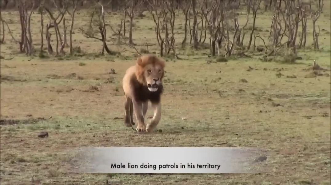 Fierce Male Lion Patrolling His Territory - Intruders Beware!