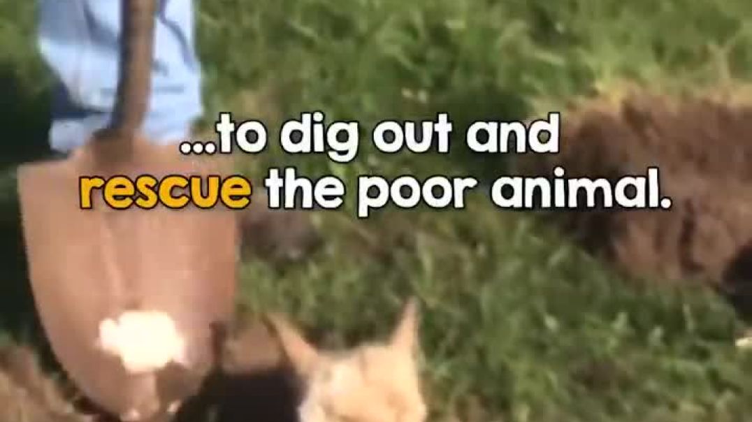 Heartwarming Rescue: Baby Alpaca Saved from Ground Hole !