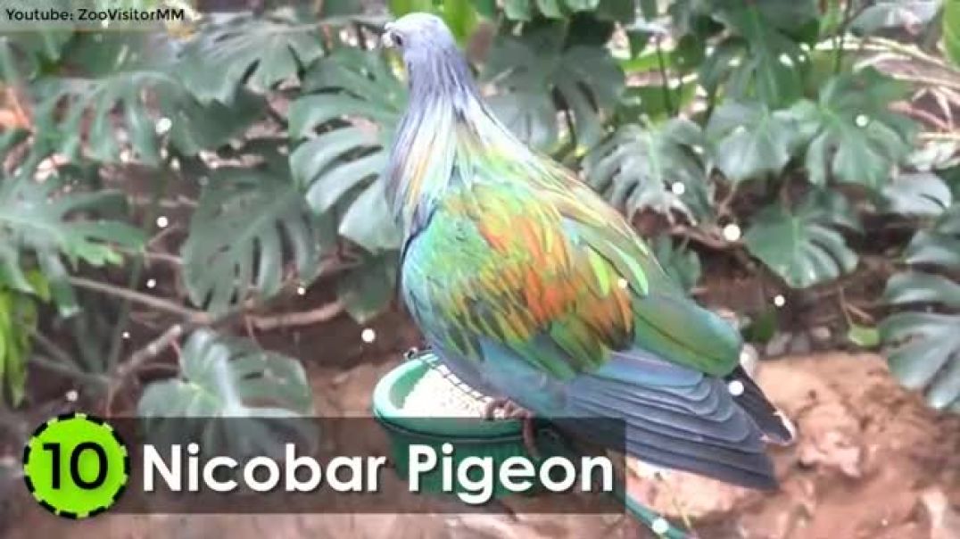 Feathers of Elegance: Unveiling the 10 Most Beautiful Pigeons on Earth !