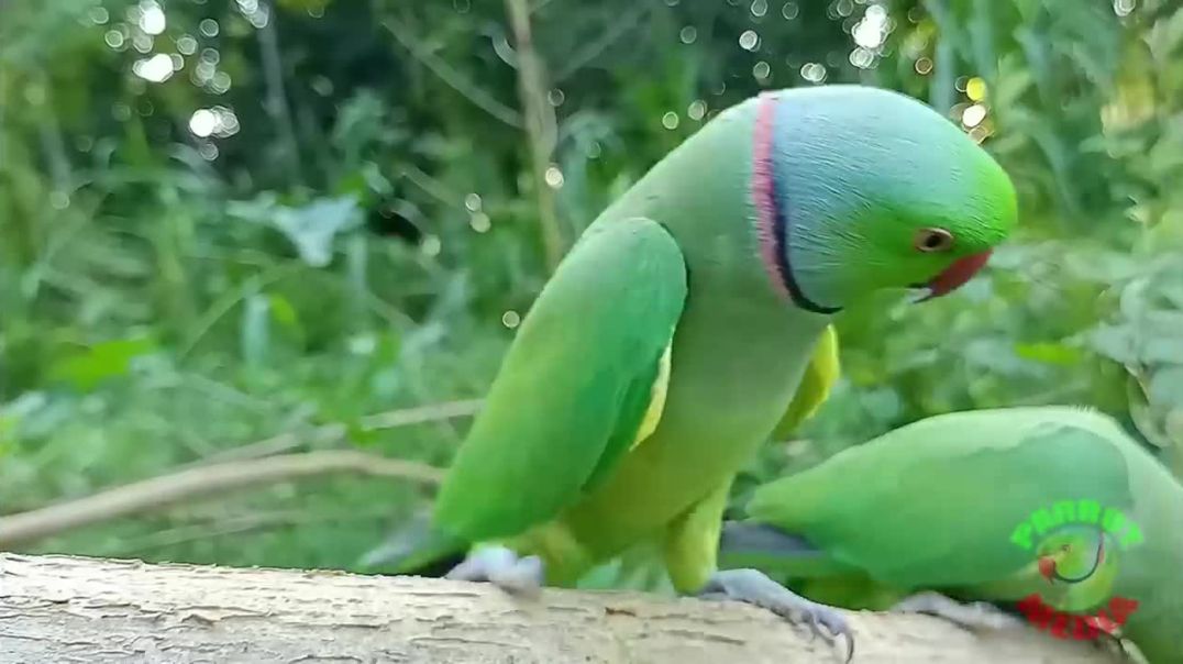 Ringneck Parrot Videos Compilation - A Colorful Delight!