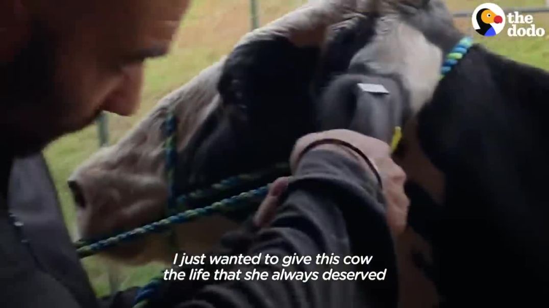 Heartwarming Story: Pregnant Rescue Cow Embraces Motherhood !