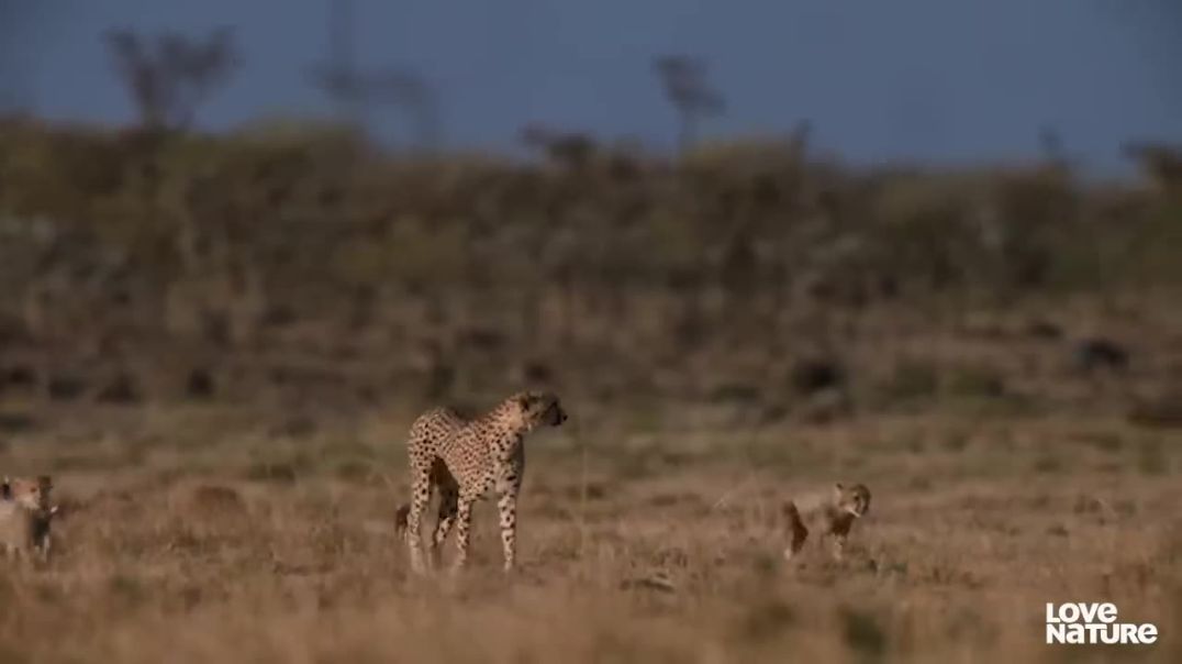 Cheetah Cubs Experience Thrilling Hunt as Mother Targets Impala !