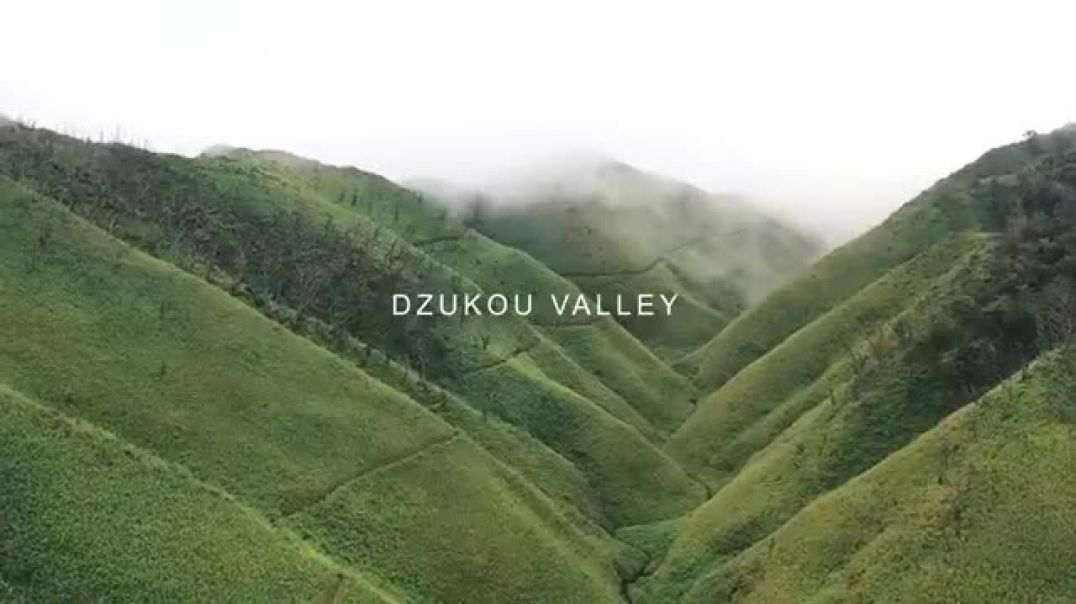 Unveiling the Splendors of Dzukou Valley: A Northeast Indian Gem in Nagaland !