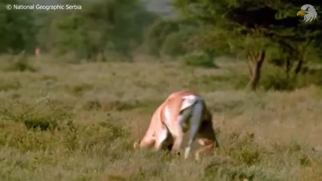 Survival Instincts: Injured Cheetah Faces a Tough Challenge in the Wild !
