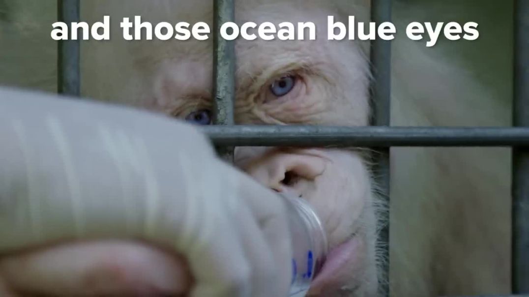 Unveiling the Enigmatic: The World's Unique Albino Orangutan !